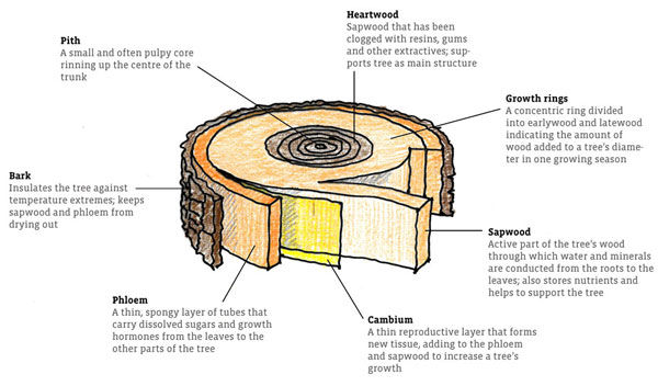 FABI 2 Anatomy of a Tree